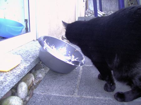 Naschkatze Morle ist das alles fÃ¼r mich ?
Alles fÃ¼r mich? Dann nichts wie ran bevor meine DosenÃ¶ffner es sich anders Ã¼berlegen
Schlüsselwörter: katze, morle, katze morle, naschkatze, sahneschlecken