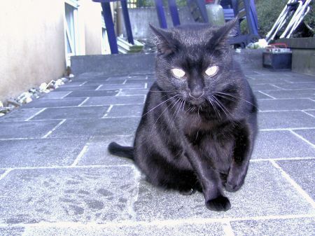 Naschkatze Morle
Nun mach ich ein Nickerchen  scheint Morle zu sagen..
Schlüsselwörter: katze, morle, katze morle, naschkatze, sahneschlecken